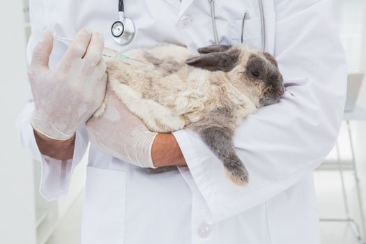 Veterinarian doing injection at a rabbit in medical office 