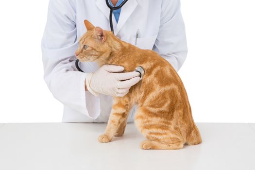 Veterinarian examining a cat with stethoscope on white background