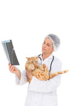 Veterinarian holding cat and looking at xray on white background