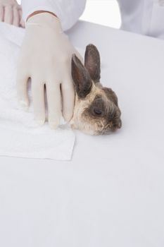 Veterinarian petting a cute rabbit in medical office