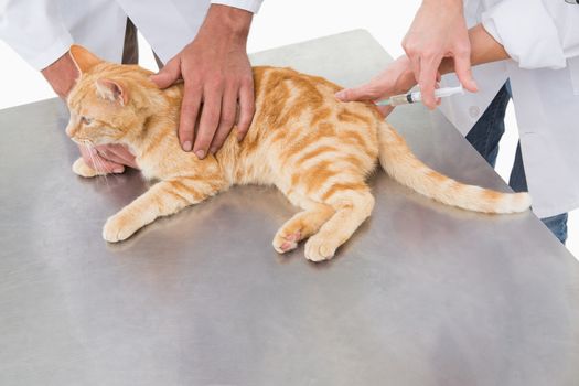 Veterinarians doing injection at a cat in medical office 