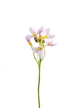 Cuckoo flower (Cardamine pratensis)