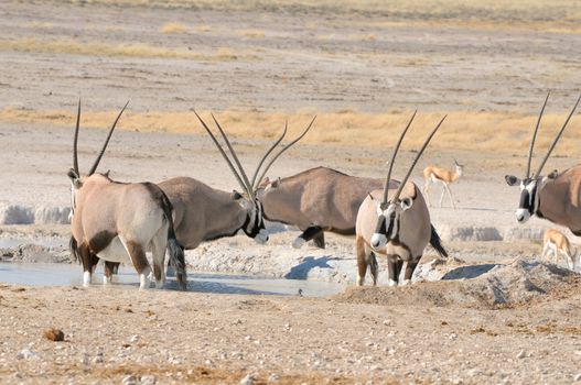 Oryx at the Nebrownii waterhole, Etosha National Park, Namibia
