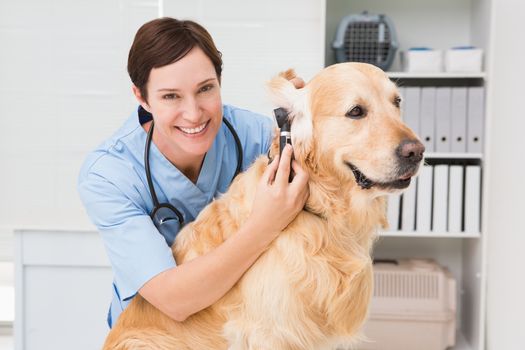 Veterinarian using otoscope to dog in medical office 