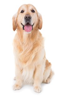 Dog looking at camera in white background