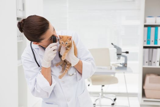 Veterinarian examining a cute cat in medical office