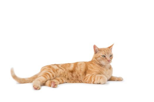 Cute maine coon lying alone on white background