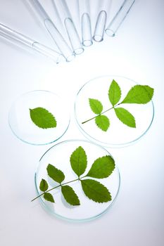 Chemical laboratory glassware, bio organic modern concept