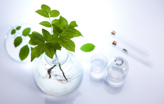Laboratory glassware, genetically modified plant