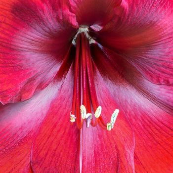 Closeup red amaryllis flower, nature abstract background
