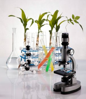 Plant in a test tube in hands of the scientist