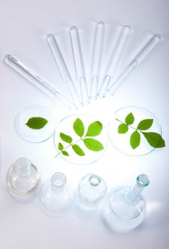 Plant in a test tube in hands of the scientist