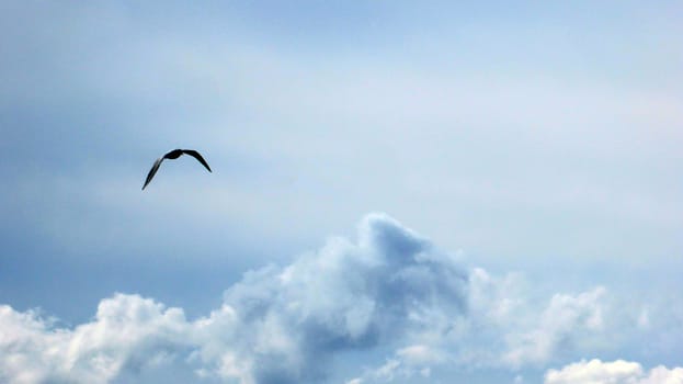 Picture of a flying seagull over the clouds