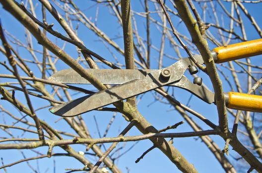 cut trim prune fruit tree branch with wintage clippers scissor in spring garden