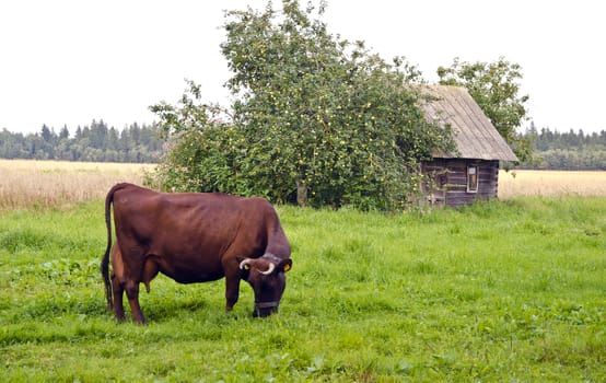 one cow mammal animal on farmland field grass in old village