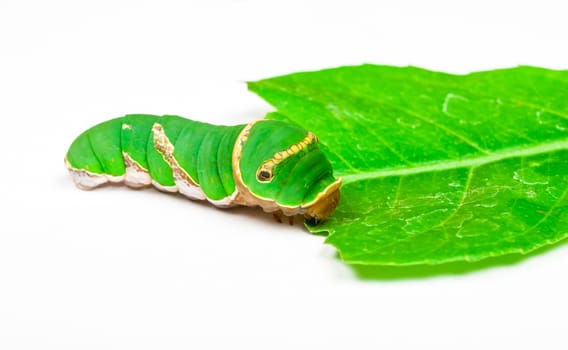 Green Caterpillar Eating Leaf.