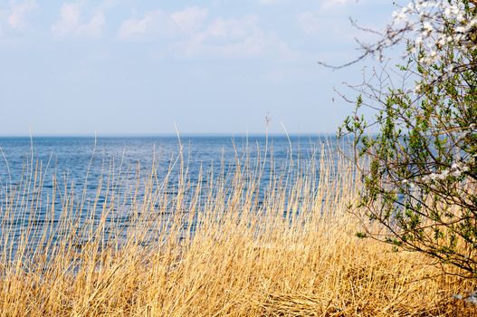 Yellow cane and lake shore. Russia. Kaliningrad region. The autumn weather.