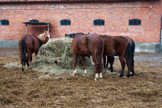 Thoroughbred horse at a walk. Ranch in Chernyakhovsk. Kaliningrad region.