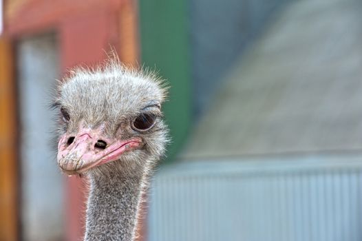Portrait of an ostrich in sunny day