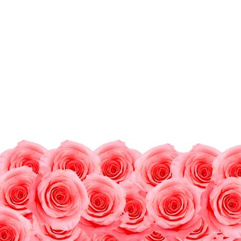 Beautiful pink rose pattern, nature flower abstract background