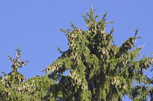 old fir treetop with cones on sky background