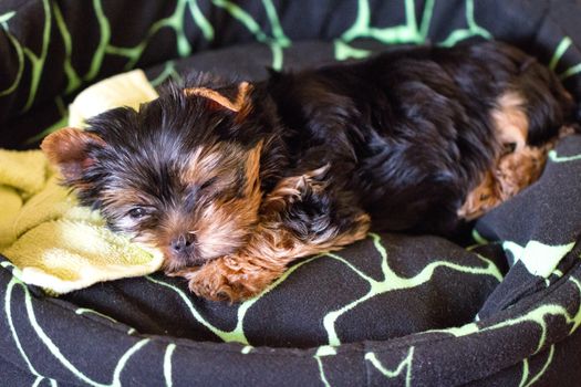 closeup shot of a Yorkshire Terrier puppy sleeping