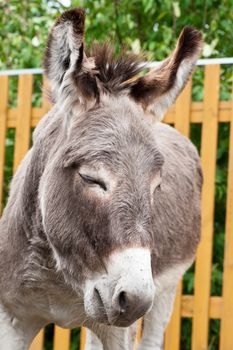 Donkey closeup portrait in sunny day