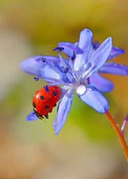 violets flowers blooming on field and ladybug