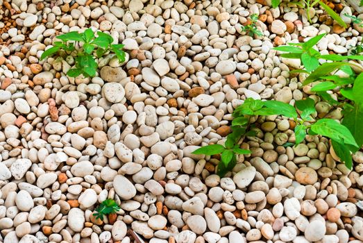 Pile of Pebbles with Plant Background/ Texture.