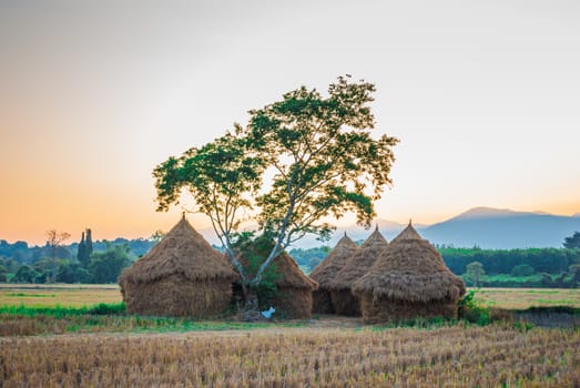 Dried Rice Field with Straw Huts.