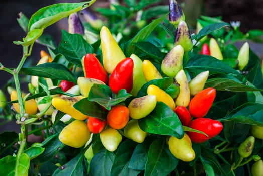 Colorful Ornamental Pepper.