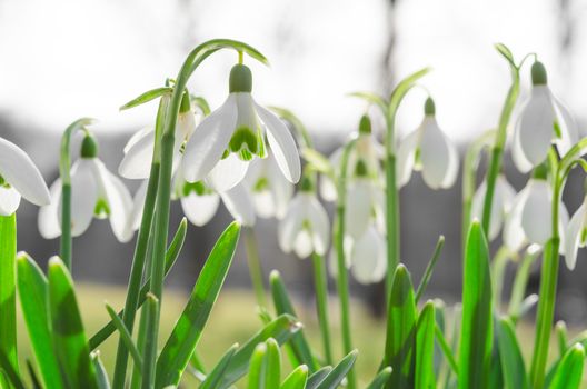 Sunlit beautiful spring blossom of snowdrops or galanthus on Alps glade. Stock photo with shallow DOF and soft desaturated background.