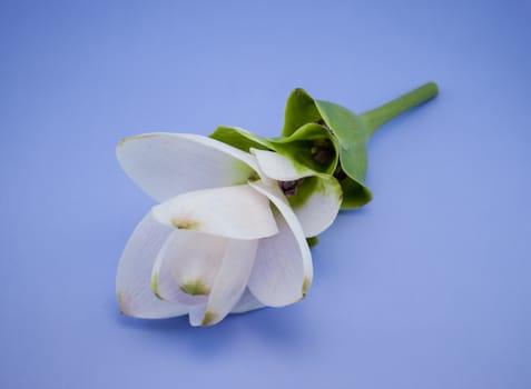 White Siam Tulip.