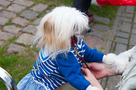 Groomed Chinese Crested Dog  - Powderpuff, three years month old.