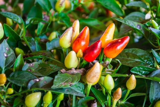 Colorful Ornamental Pepper.