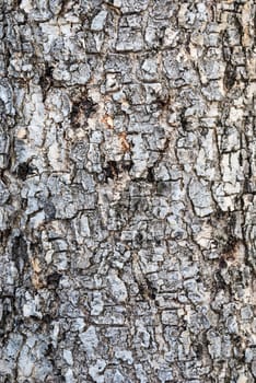 Brown Wood Bark Background/ Texture.