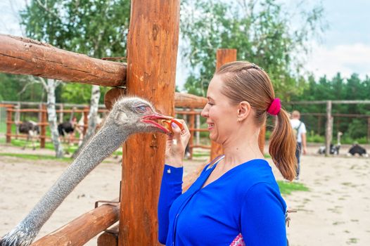 Young attractive woman feeding ostrich 