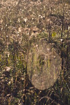 blur summer end meadow grass  and spiderwebs nature background