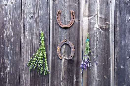 lavender and hyssop medical herbs bunch on wall and two rusty horseshoe