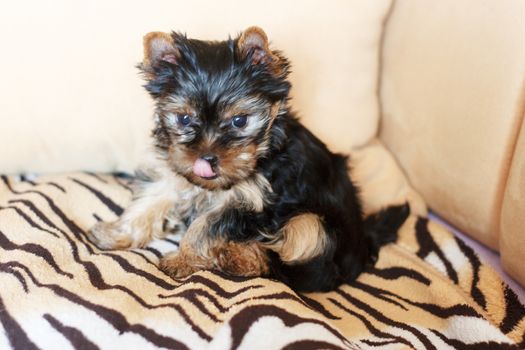 Yorkshire terrier sitting on the couch at home in the living room