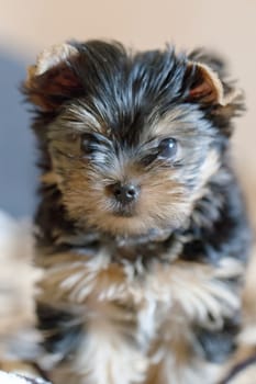 Yorkshire terrier sitting on the couch at home in the living room