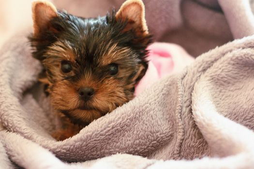 A female Yorkshire Terrier puppy sleeping closeup with blue bow, boa, and blanket