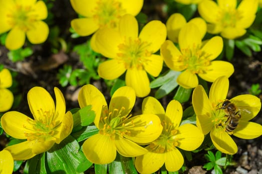 Small yellow spring blooming flowers and bee on sunlight Alpine glade