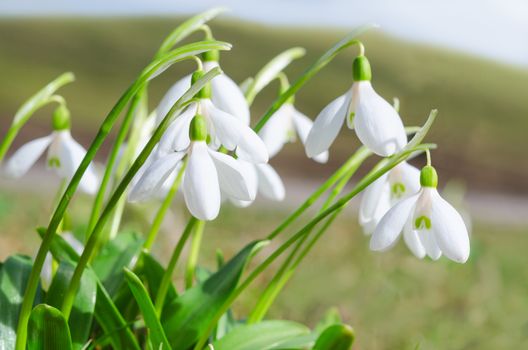 Gentle and fragile first springtime tender flowers white blooming snowdrops on Alps sunlight meadow. Stock photo with shallow depth of field.