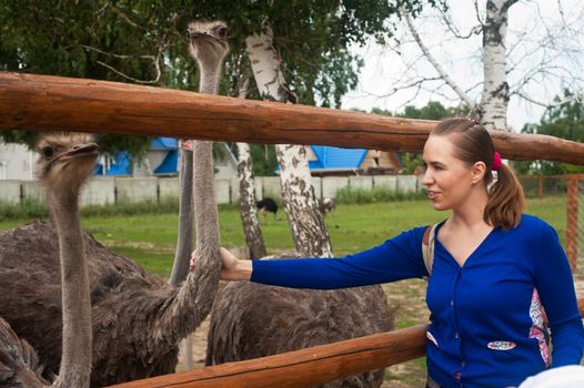 Young attractive woman feeding ostrich 