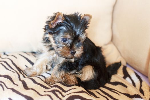 Yorkshire terrier sitting on the couch at home in the living room