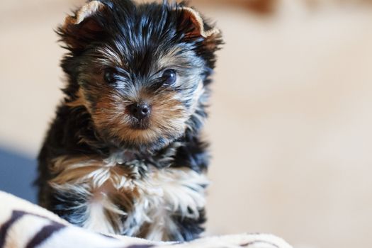 Yorkshire terrier sitting on the couch at home in the living room