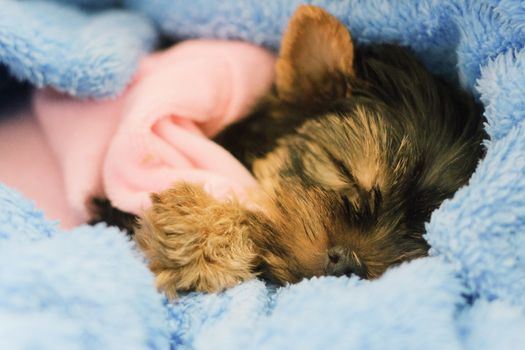 A female Yorkshire Terrier puppy sleeping closeup with blue bow, boa, and blanket