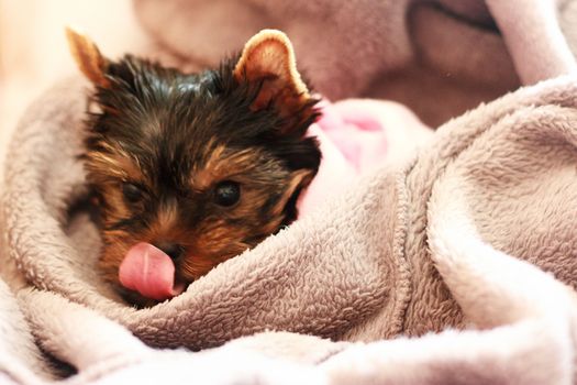 A female Yorkshire Terrier puppy sleeping closeup with blue bow, boa, and blanket