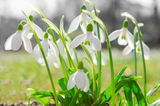 First spring flowers backlit snowdrops on sunshine Alpine glade. Stock photo with shallow DOF and soft blurred desaturated background.